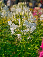 Wall Mural - Take a photo of white wonderful flowers in the garden.