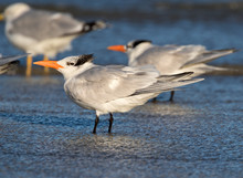 The Flock Of Royal Terns Staying On The Galveston Beach Among With Other Birds At Windy Weather