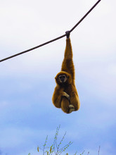 Low Angle View Of Monkey Hanging From Rope Against Sky