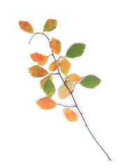 Wall Mural - Twig with colorful dried leaves isolated on white background. Herbarium of pressed autumn branch with dried leaves..