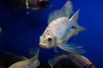 Canvas Print - Long Tail Red Tilapia fish swimming in a pond.