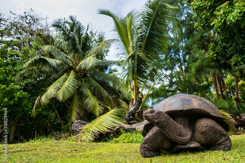 Cuadros en Lienzo Aldabra giant tortoise, Curieuse Marine National Park, Curieuse, Seychelles