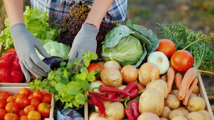 Wall Mural - The seller at the farmers market lays out vegetables on the counter