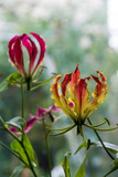 Fototapeta Tulipany - 窓辺のグロリオーサ