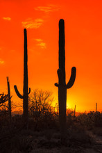 Saguaro Cactus At Sunset In Saguaro National Park Near Tucson, Arizona.