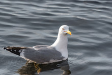 CLOSE-UP OF SEAGULL SWIMMING IN LAKE