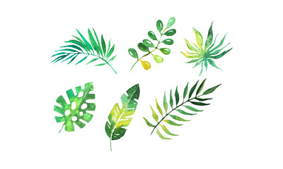 Sticker - Green Tropical Palm Leaves Collection, Beautiful Exotic Plants Watercolor Hand Drawn Vector Illustration