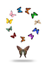 Poster - Set of flying butterflies isolated on a white background.