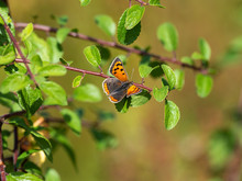 Small Copper Butterfly ( Lycaena Phlaeas )