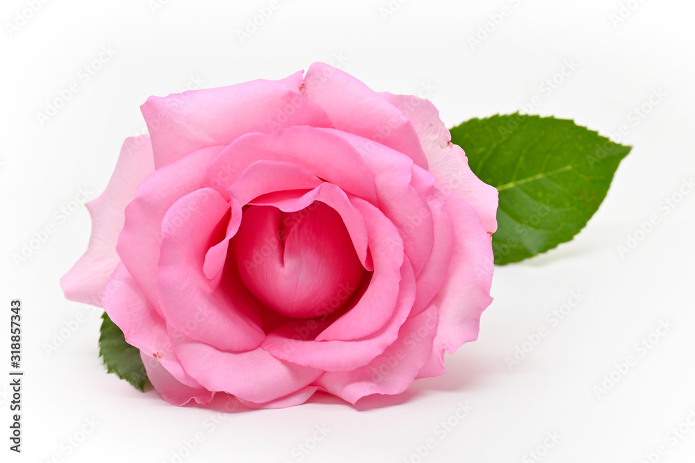 beautiful pink rose flower isolated on white background Stock Photo ...
