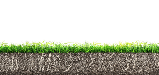 Wall Mural - grass and turf soil with roots isolated