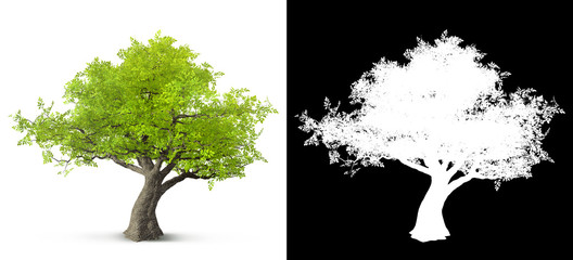 Wall Mural - tree isolated on white background with alpha mask for easy isolation 3d illustration