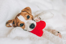Adorable Puppy Jack Russell Terrier With Red Heart On White Blanket.