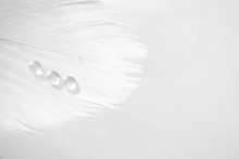 Water Drops On Swan Feather With Selective Focus And Copy Space, Macro. Concept Of Tenderness And Softness, Close-up. Beauty Horizontal Wallpaper Or Backdrop