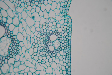 Wall Mural -  Close up Plant Stem under the microscope for classroom education.