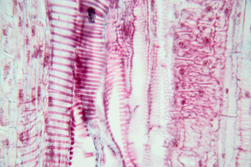 Wall Mural -  Close up Plant Stem under the microscope for classroom education.