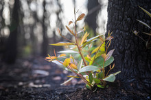 Bushfire Regrowth From Burnt Bush