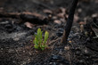 Bushfire regrowth from burnt bush