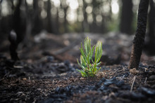 Bushfire Regrowth From Burnt Bush