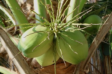 close up of cactus in garden