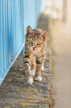 Cute Young Tabby Cat Walking On A Garden Wall With A Blue Iron Fence And Looking Curiously, Greece, Europe