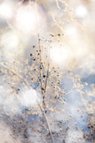 Fototapeta Sawanna - blue and brown dried frozen plants at bright sunset