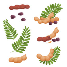 A Set Of Seeds Of Fruits And Leaves Of Tamarind. Illustration Of A Fresh, Ripe Tamarind