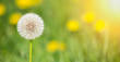 Floral web banner, edible herb blowball flower in the green grass. Spring forward, springtime or summer concept.
