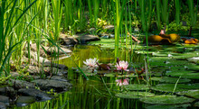 Magic Of Nature With Pink Water Lilies Or Lotus Flowers Marliacea Rosea. Nympheas Are Reflected In Dark Pond Water With Beautiful Bright Green Plants. Selective Focus. Nature Concept For Design