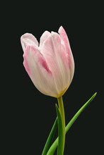 Bright Pink White Single Tulip Blossom Macro On Dark Green Background Seen From The Side