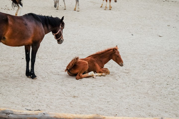 Horse and foal on sand