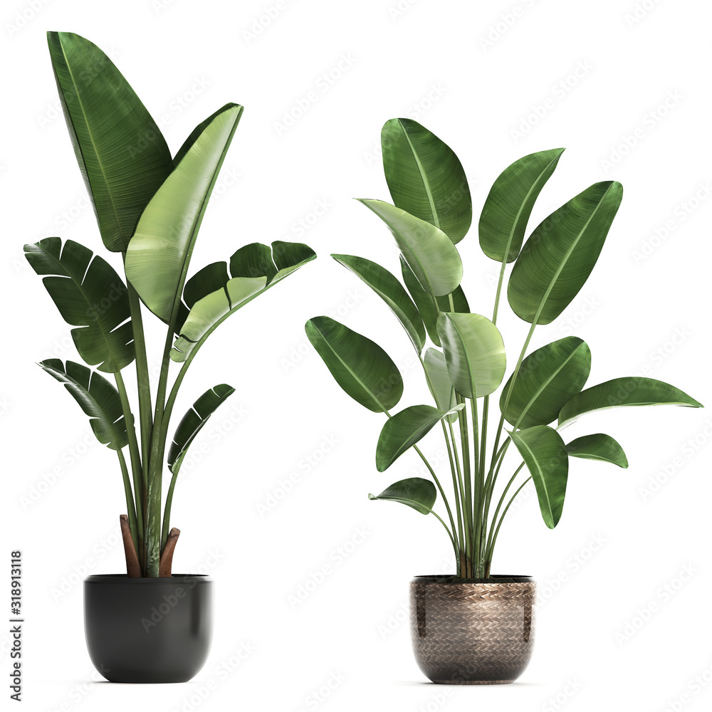 tropical plants Strelitzia in a pot - obrazy, fototapety, plakaty 