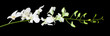 Dendrobium noble (Emma white) orchid flower. White tropical exotic plant front view isolated on black background
