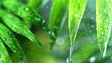 Fresh Green Leaves With Water Drops Over The Water , Relaxation With Water Ripple Drops Concept , Filmed On Cinema Slow Motion Camera At 1000 Fps