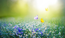 Beautiful Field Meadow Flowers Chamomile And Violet Wild Bells And Three Flying Butterflies In Morning Green Grass In Sunlight, Natural Landscape. Delightful Pastoral Airy Fresh Artistic Image Nature.