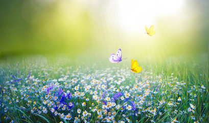 Fotomurales - Beautiful field meadow flowers chamomile and violet wild bells and three flying butterflies in morning green grass in sunlight, natural landscape. Delightful pastoral airy fresh artistic image nature.