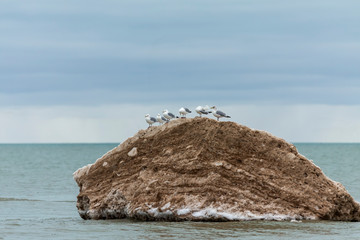 Wall Mural - Seagulls on an ice floe, Lake Michigan coast.Natural scene from wisconsin.