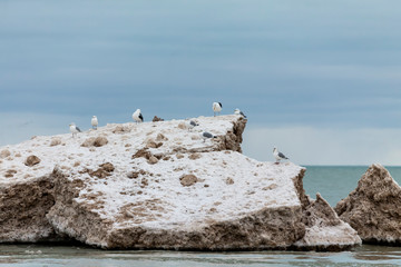 Wall Mural - Seagulls on an ice floe, Lake Michigan coast.Natural scene from wisconsin.