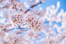 Pink Cherry Blossom Under Blue Sky