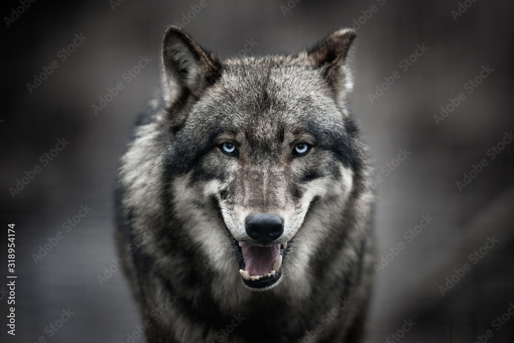 Obraz na płótnie  Scary dark gray wolf (Canis lupus) w salonie