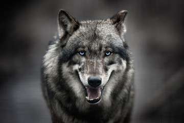 Canvas Print -  Scary dark gray wolf (Canis lupus)