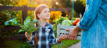 Children Little Girl Holding Mom A Basket Of Fresh Organic Vegetables With The Home Garden.