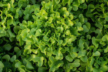 Wall Mural - frillice iceberg, vitamin, agriculture, background, closeup, color, diet, eat, farm, farming, food, fresh, freshness, garden, green, green oak, head salad, health, healthy, hydroponic, ingredient, lac