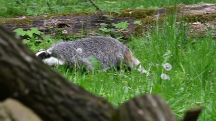Wall Mural - European badger (Meles meles) foraging in grassland at forest edge in spring. Panning shot