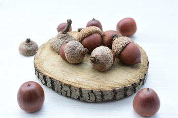  acorns or dried oak seed from cold ground