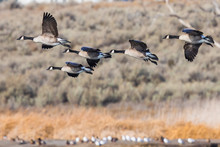 Flock Of Canada Geese Landing In McNary Wildlife Refuge
