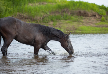 Canvas Print -  Seraya loshad' kupayetsya v reke 29/5000 Gray horse bathes in the river