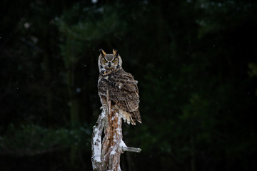 great horned owl on tree