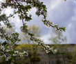 © kajasja - Spring flowering: branches of flowering apple or cherry in the park. White flowers of an apple tree or cherry on a background of nature.