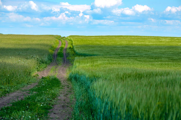 blue sky and field with green grass along which the dirt road